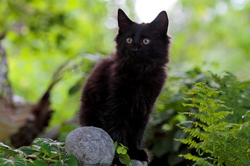 Norwegian forest cat kitten standing on a stone