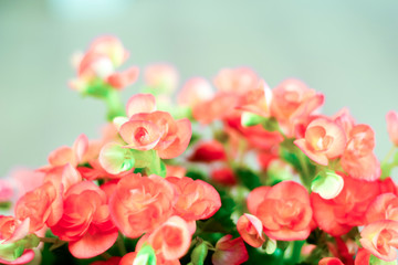 Pattern of beautiful natural red and pink begonia flowers, blooming in flower garden for background and wallpaper