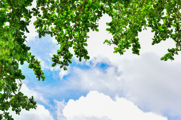 Green leaves and sky background