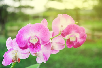 Naklejka na ściany i meble Beautiful Purple Orchid Flowers in the garden. Bright pink orchids, Orchids on a branch with blurry green leaf in the background