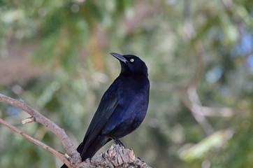 Male Great tailed grackle, Mexico