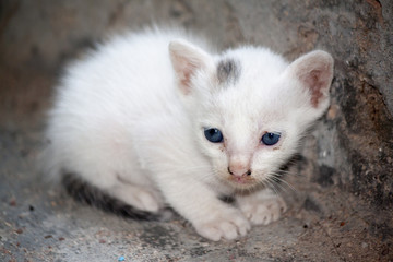 Baby cat white color setting on cement floor.