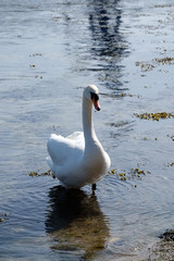 Höckerschwan -Cygnus olor