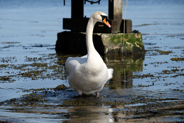 Höckerschwan -Cygnus olor