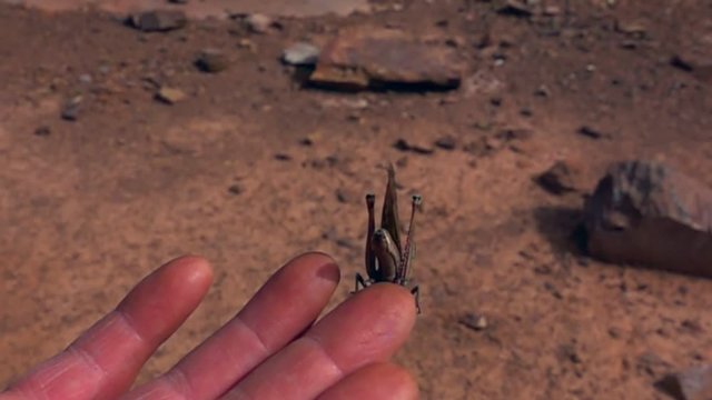 Grasshopper-acrobat clings to the finger of a man.