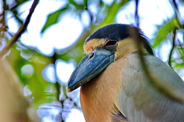Boat billed Heron in mangrove swamp, San Blas, Mexico