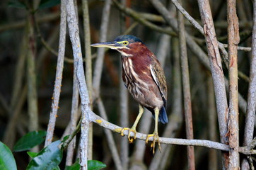 Green Heron in mangrove swamp, San Blas, Mexico