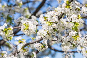 Blossom tree over nature background. Spring flowers. Spring Background.