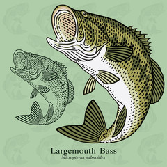 Fototapeta premium Largemouth Bass. Vector illustration with refined details and optimized stroke that allows the image to be used in small sizes (in packaging design, decoration, educational graphics, etc.)