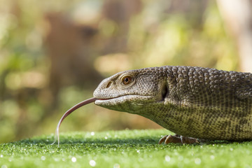 Savannah Monitors (Varanus exanthematicus)