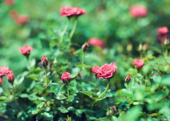 Obraz na płótnie Canvas Red Cascade miniature rose bred Close up of red mini roses