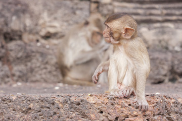 Monkeys that live in the city