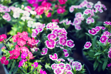 Background and texture of colorful Impatiens (Impatiens walleriana) flowers in the garden.