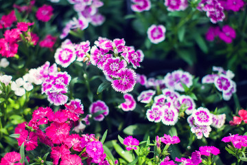 Background and texture of colorful Impatiens (Impatiens walleriana) flowers in the garden.