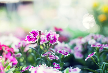 Background and texture of colorful Impatiens (Impatiens walleriana) flowers in the garden.