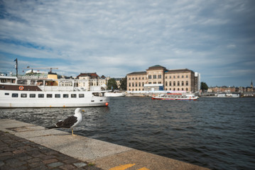 A seagull in front of an old part of Stockholm, Sweden.