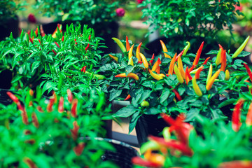 Close up of young Birds Eye Chili tree with its chilies in fresh green and red