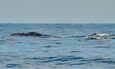 Obraz premium Humpback whales swimming on the surface of the Pacific Ocean