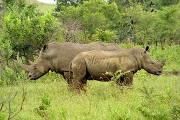 Naklejka premium Nashörner 677