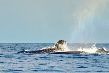 Humpback whales swimming on the surface of the Pacific Ocean
