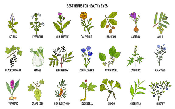 Best medicinal herbs for healthy eyes