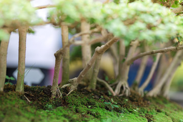 Small trees in potted ,in the market. holiday concept.Small trees