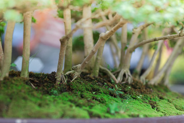 Small trees in potted ,in the market. holiday concept.Small trees