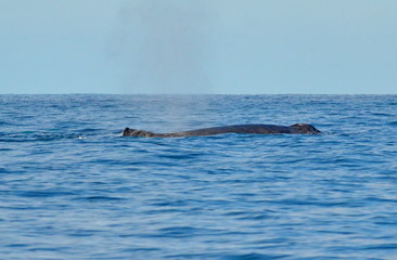 Obraz premium Humpback whales swimming on the surface of the Pacific Ocean