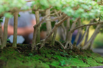 Small trees in potted ,in the market. holiday concept.Small trees