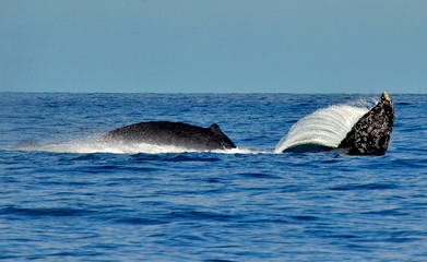 Humpback whales swimming on the surface of the Pacific Ocean