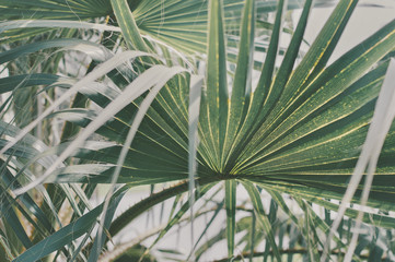 Background with big green palm tree leaf. Ecotic anf tropical plant