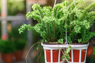hanging plant in potted in tha park. holiday concept.