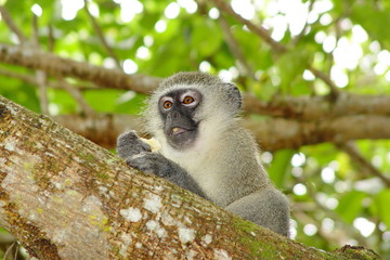 Vevet Monkey im Baum