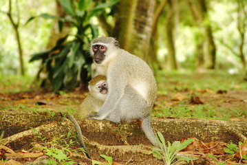 Vevet Monkey - Affe