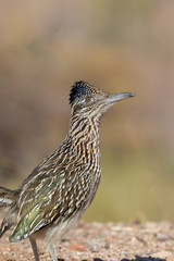 Roadrunner in the Desert