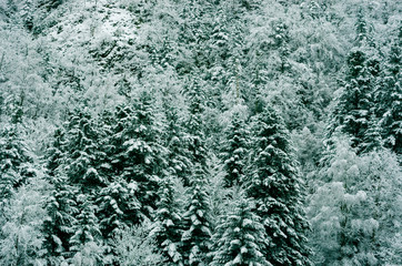 Forest of snowy white Christmas trees, Pyrenees, France