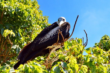 Female Magnificent Frigatebirds (Fregata magnificens) on nests. Isla Isabel, Mexico