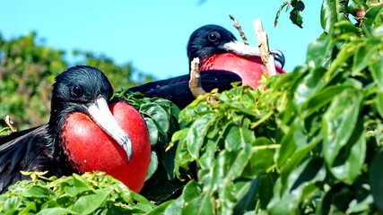 Male Magnificent Frigatebirds (Fregata magnificens) on nests. Isla Isabel, Mexico