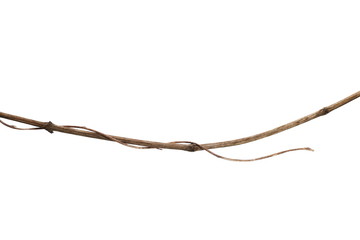 wild liana jungle vine isolated on white background, clipping path