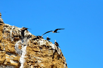 Magnificent frigatebird flying overhead