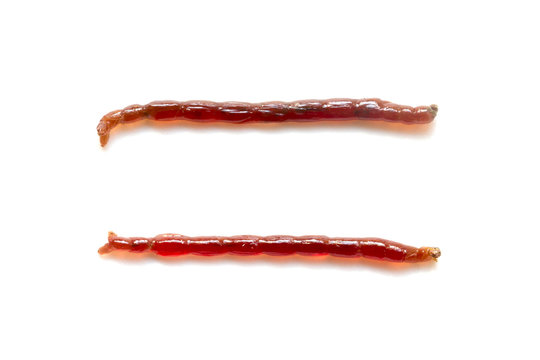 Blood worm (Chironomus spp) frozen for aquatic animals