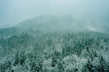 Fog over the snowy forest of Christmas trees of the Pyrenees mountains, France