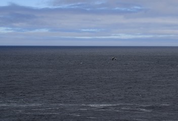 Obraz premium high angle view across the open ocean, with a Seagull passing in the foreground 