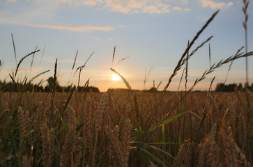 Fototapeta premium Sonnenuntergang am Kornfeld