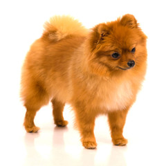 Obraz premium Pomeranian dog isolated on white background. Zwergspitz, Dwarf Spitz.