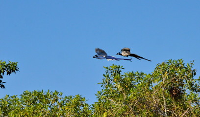 Black-throated Magpie Jay in Mexico 