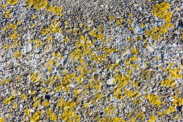 stone texture with yellow moss. close-up