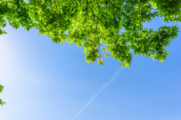 新緑の葉 Fresh verdure