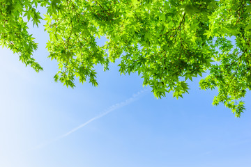 新緑の葉 Fresh verdure