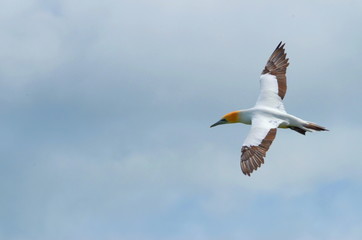 Australasian Gannet, Muriwai Beach, North Island, New Zealand